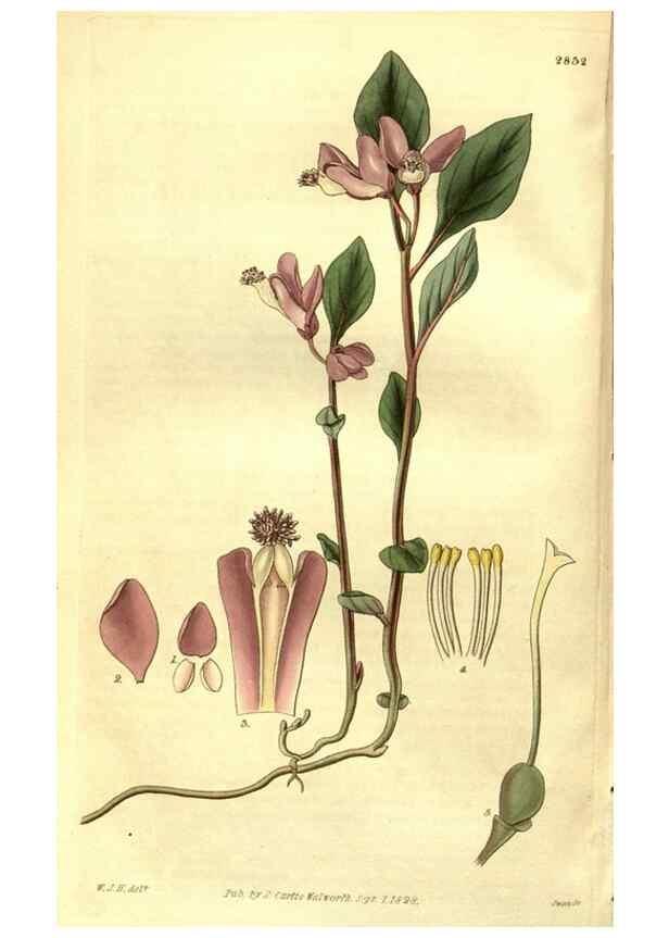 Reproducción/Reproduction 35208225366: Curtis's botanical magazine.. London ; New York [etc.] :Academic Press [etc.]