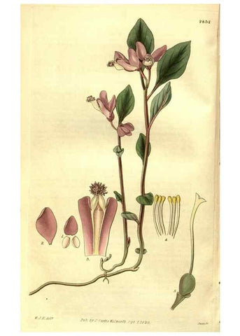 Reproducción/Reproduction 35208225366: Curtis's botanical magazine.. London ; New York [etc.] :Academic Press [etc.]