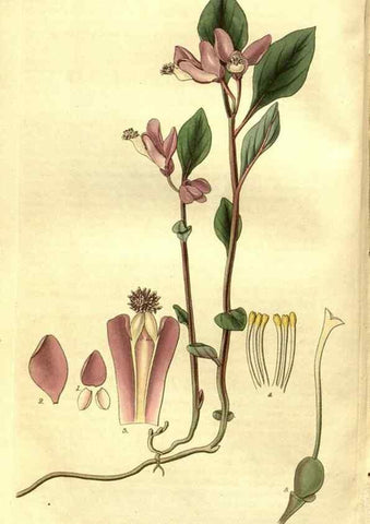 Reproducción/Reproduction 35208225366: Curtis's botanical magazine.. London ; New York [etc.] :Academic Press [etc.]