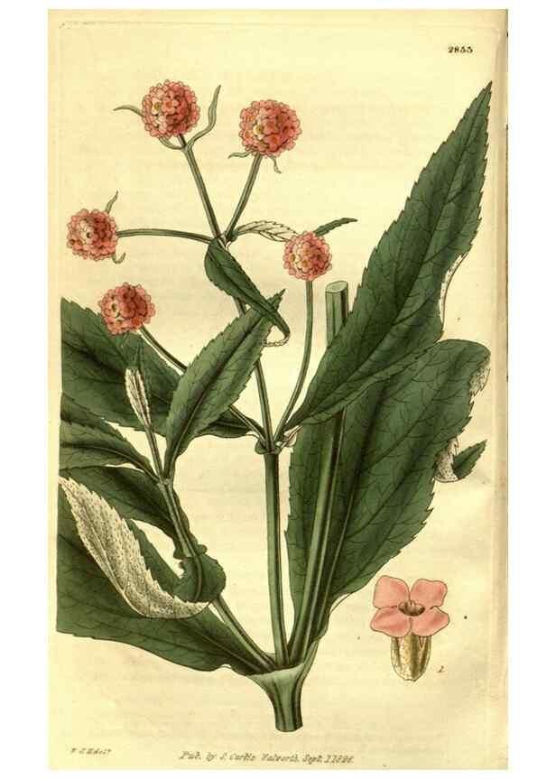 Reproducción/Reproduction 35248195645: Curtis's botanical magazine.. London ; New York [etc.] :Academic Press [etc.]