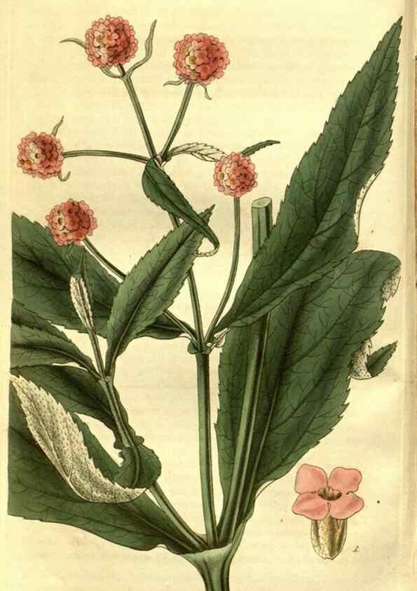 Reproducción/Reproduction 35248195645: Curtis's botanical magazine.. London ; New York [etc.] :Academic Press [etc.]