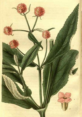 Reproducción/Reproduction 35248195645: Curtis's botanical magazine.. London ; New York [etc.] :Academic Press [etc.]