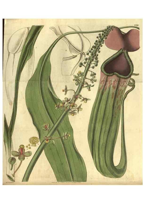 Reproducción/Reproduction 35118397761: Curtis's botanical magazine.. London ; New York [etc.] :Academic Press [etc.]
