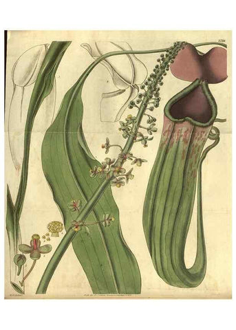 Reproducción/Reproduction 35118397761: Curtis's botanical magazine.. London ; New York [etc.] :Academic Press [etc.]