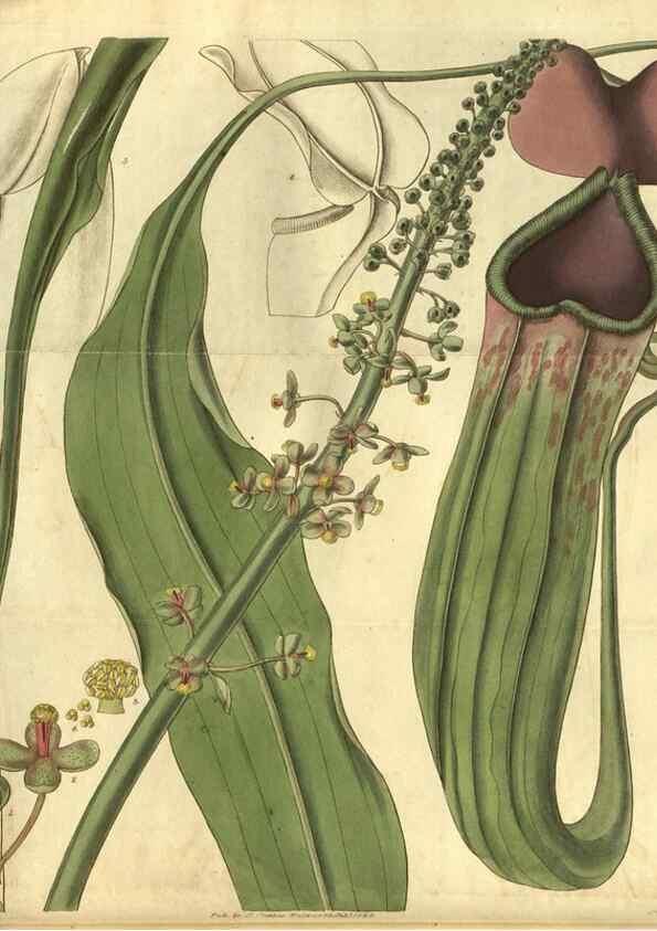 Reproducción/Reproduction 35118397761: Curtis's botanical magazine.. London ; New York [etc.] :Academic Press [etc.]