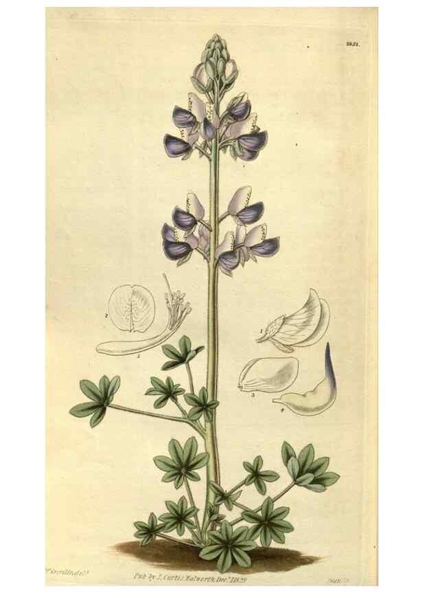 Reproducción/Reproduction 35118837361: Curtis's botanical magazine.. London ; New York [etc.] :Academic Press [etc.]