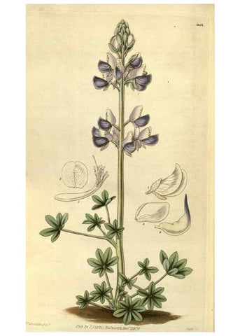 Reproducción/Reproduction 35118837361: Curtis's botanical magazine.. London ; New York [etc.] :Academic Press [etc.]