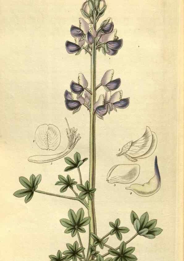 Reproducción/Reproduction 35118837361: Curtis's botanical magazine.. London ; New York [etc.] :Academic Press [etc.]