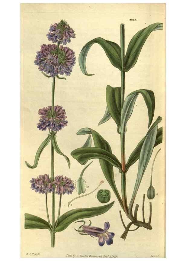 Reproducción/Reproduction 34439462913: Curtis's botanical magazine.. London ; New York [etc.] :Academic Press [etc.]