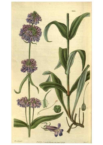 Reproducción/Reproduction 34439462913: Curtis's botanical magazine.. London ; New York [etc.] :Academic Press [etc.]