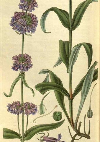 Reproducción/Reproduction 34439462913: Curtis's botanical magazine.. London ; New York [etc.] :Academic Press [etc.]