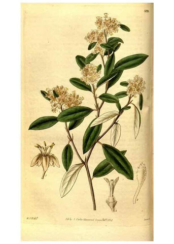 Reproducción/Reproduction 35248832125: Curtis's botanical magazine.. London ; New York [etc.] :Academic Press [etc.]