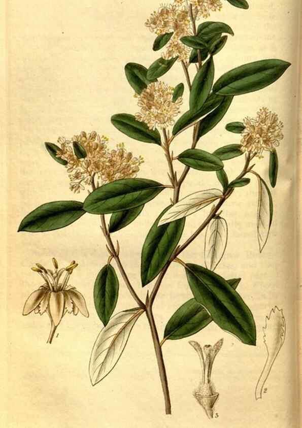 Reproducción/Reproduction 35248832125: Curtis's botanical magazine.. London ; New York [etc.] :Academic Press [etc.]