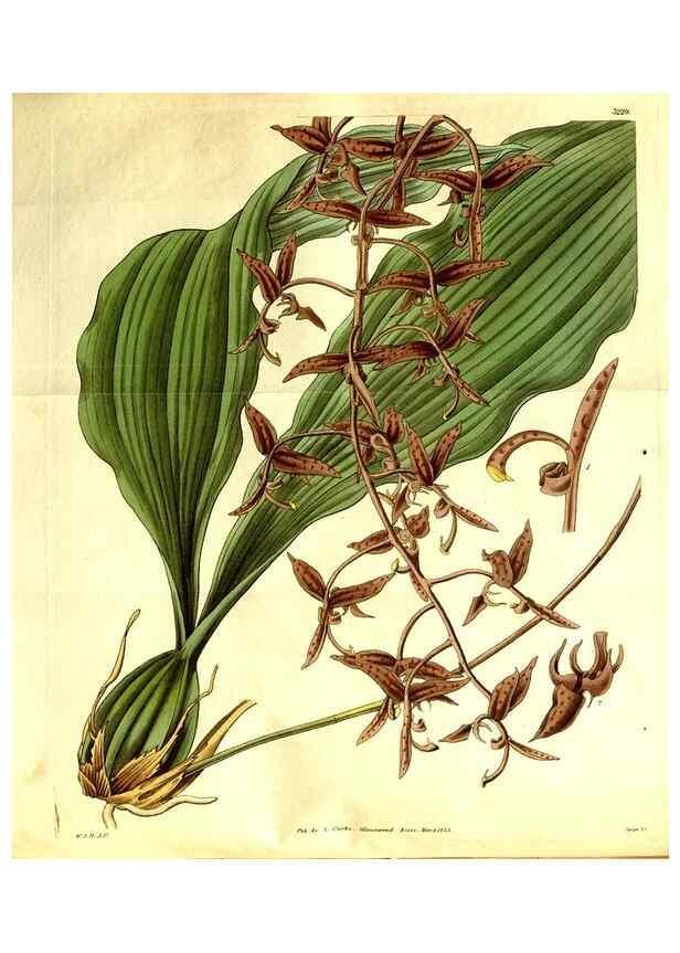 Reproducción/Reproduction 35248835005: Curtis's botanical magazine.. London ; New York [etc.] :Academic Press [etc.]