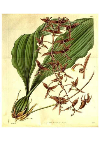 Reproducción/Reproduction 35248835005: Curtis's botanical magazine.. London ; New York [etc.] :Academic Press [etc.]