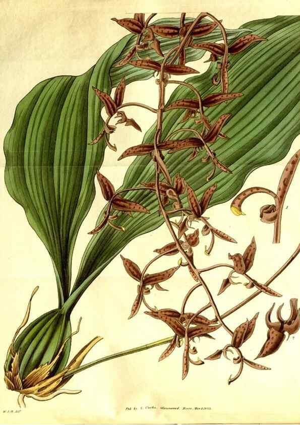 Reproducción/Reproduction 35248835005: Curtis's botanical magazine.. London ; New York [etc.] :Academic Press [etc.]