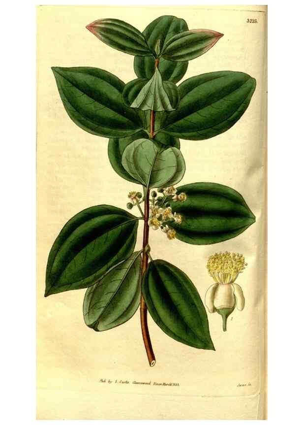 Reproducción/Reproduction 35248845965: Curtis's botanical magazine.. London ; New York [etc.] :Academic Press [etc.]