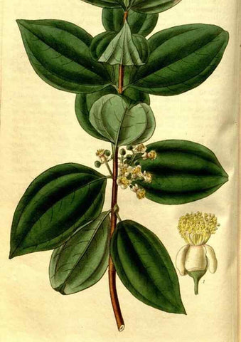Reproducción/Reproduction 35248845965: Curtis's botanical magazine.. London ; New York [etc.] :Academic Press [etc.]