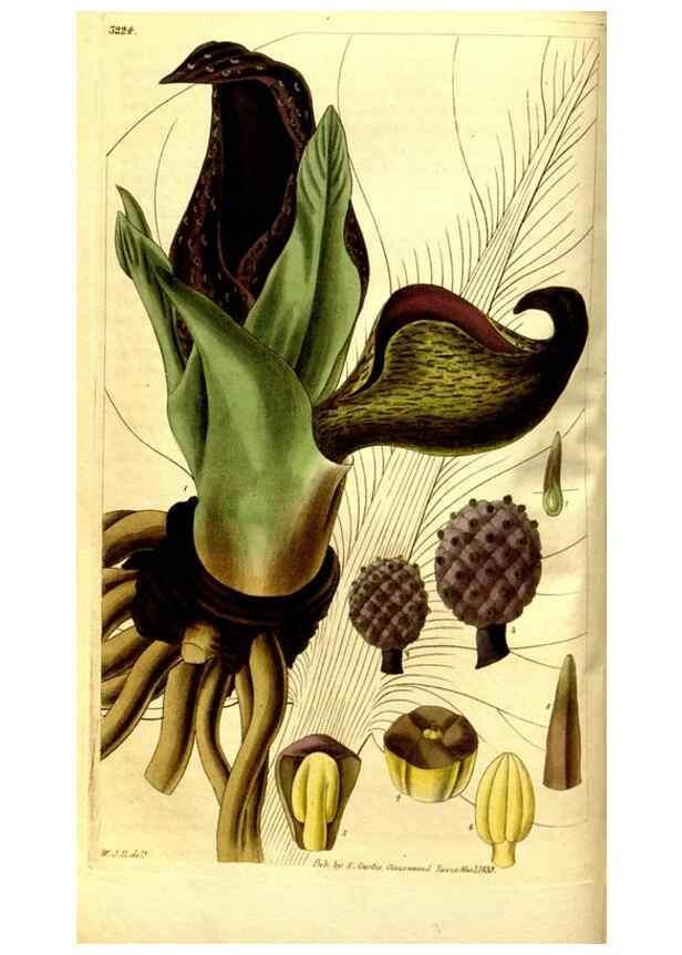 Reproducción/Reproduction 35248849145: Curtis's botanical magazine.. London ; New York [etc.] :Academic Press [etc.]