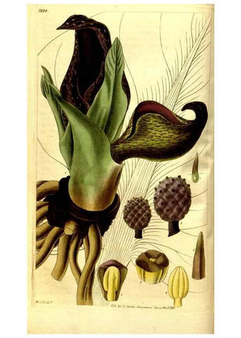 Reproducción/Reproduction 35248849145: Curtis's botanical magazine.. London ; New York [etc.] :Academic Press [etc.]