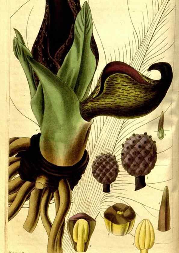 Reproducción/Reproduction 35248849145: Curtis's botanical magazine.. London ; New York [etc.] :Academic Press [etc.]