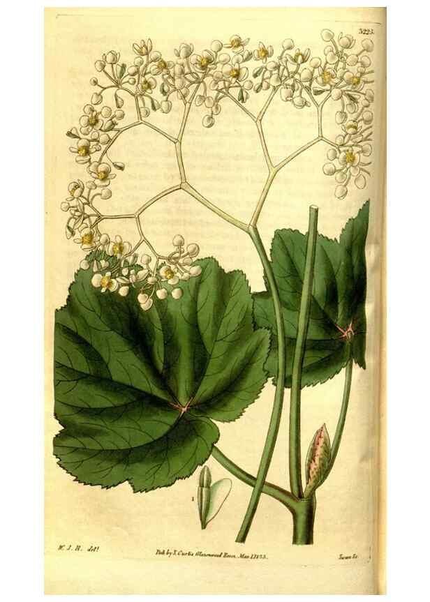 Reproducción/Reproduction 35248852385: Curtis's botanical magazine.. London ; New York [etc.] :Academic Press [etc.]