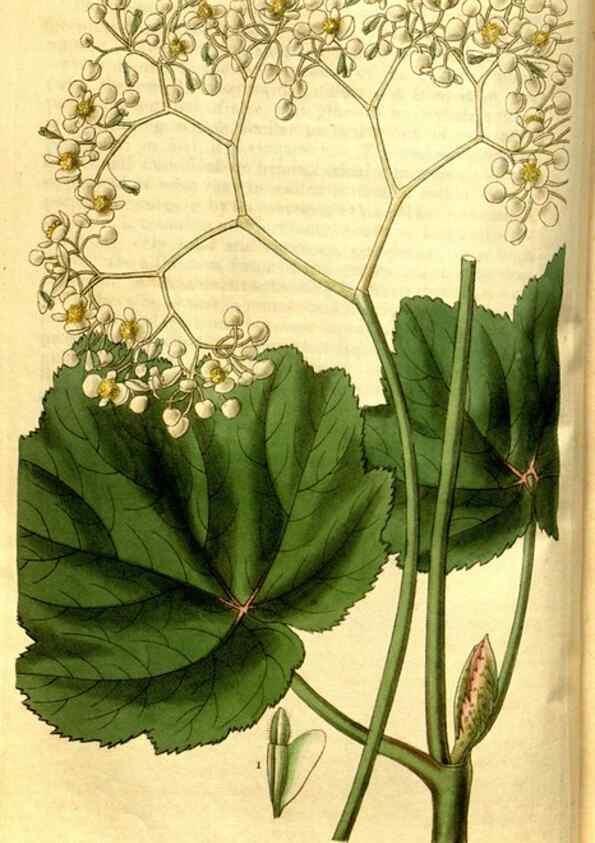 Reproducción/Reproduction 35248852385: Curtis's botanical magazine.. London ; New York [etc.] :Academic Press [etc.]