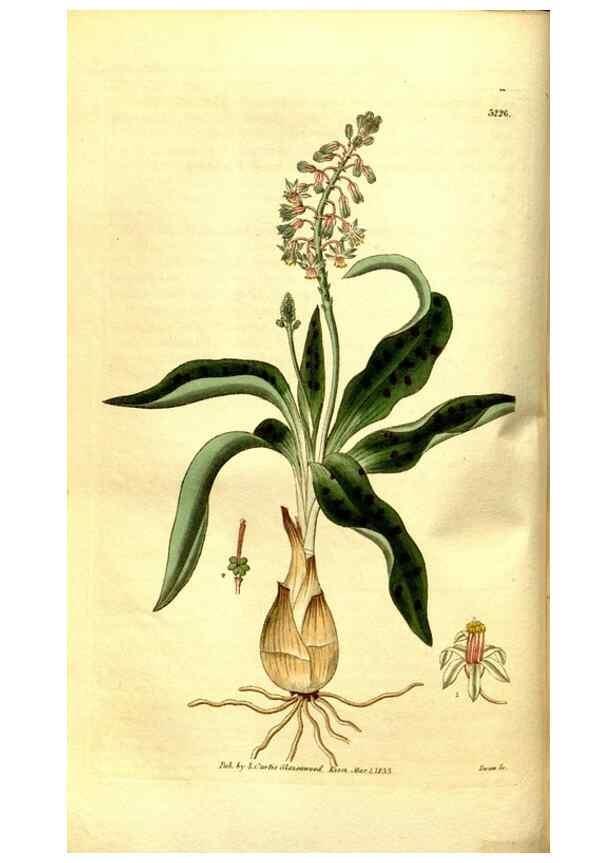 Reproducción/Reproduction 35248855415: Curtis's botanical magazine.. London ; New York [etc.] :Academic Press [etc.]