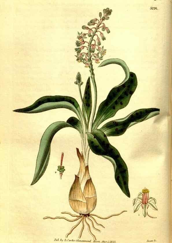 Reproducción/Reproduction 35248855415: Curtis's botanical magazine.. London ; New York [etc.] :Academic Press [etc.]