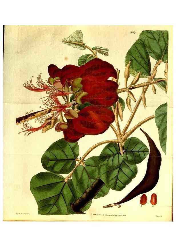 Reproducción/Reproduction 35248857915: Curtis's botanical magazine.. London ; New York [etc.] :Academic Press [etc.]