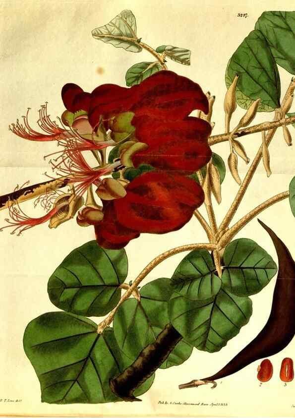 Reproducción/Reproduction 35248857915: Curtis's botanical magazine.. London ; New York [etc.] :Academic Press [etc.]
