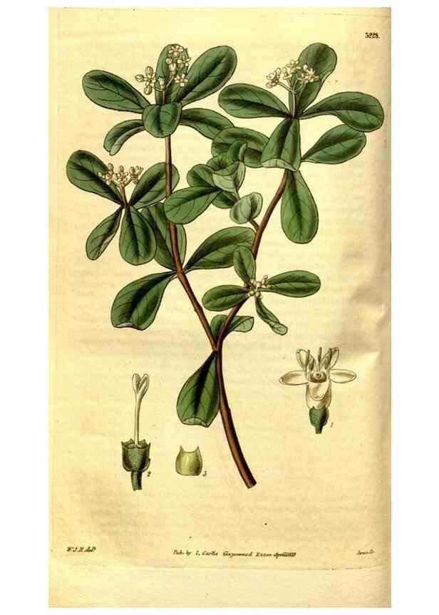 Reproducción/Reproduction 35248860205: Curtis's botanical magazine.. London ; New York [etc.] :Academic Press [etc.]