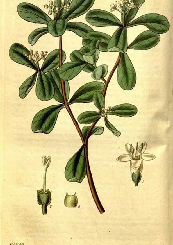 Reproducción/Reproduction 35248860205: Curtis's botanical magazine.. London ; New York [etc.] :Academic Press [etc.]