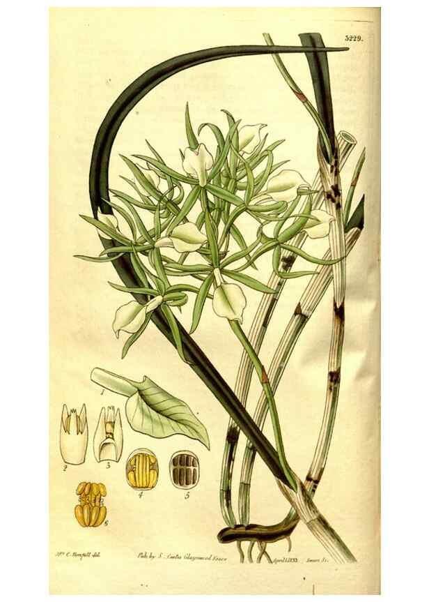 Reproducción/Reproduction 35248862905: Curtis's botanical magazine.. London ; New York [etc.] :Academic Press [etc.]