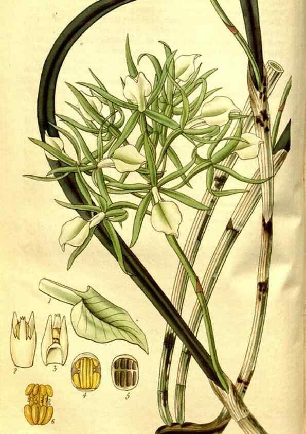Reproducción/Reproduction 35248862905: Curtis's botanical magazine.. London ; New York [etc.] :Academic Press [etc.]