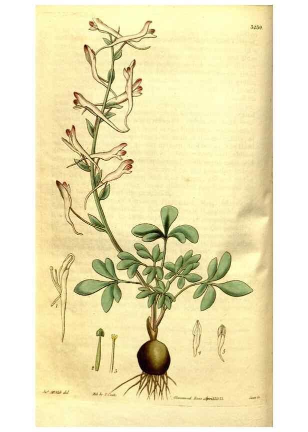 Reproducción/Reproduction 34439843323: Curtis's botanical magazine.. London ; New York [etc.] :Academic Press [etc.]