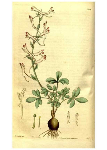 Reproducción/Reproduction 34439843323: Curtis's botanical magazine.. London ; New York [etc.] :Academic Press [etc.]