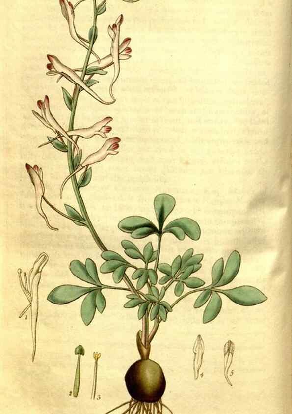 Reproducción/Reproduction 34439843323: Curtis's botanical magazine.. London ; New York [etc.] :Academic Press [etc.]