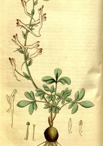 Reproducción/Reproduction 34439843323: Curtis's botanical magazine.. London ; New York [etc.] :Academic Press [etc.]