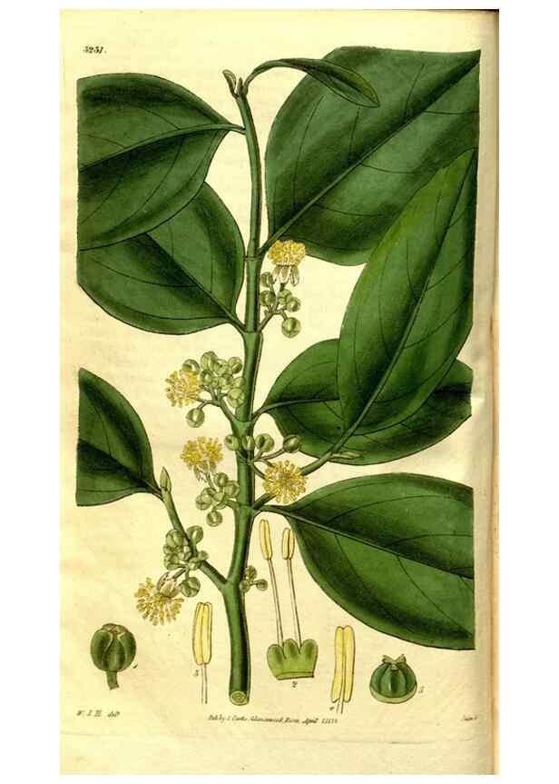 Reproducción/Reproduction 35083582292: Curtis's botanical magazine.. London ; New York [etc.] :Academic Press [etc.]