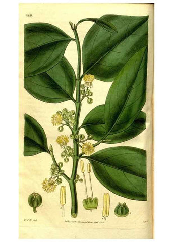 Reproducción/Reproduction 35083582292: Curtis's botanical magazine.. London ; New York [etc.] :Academic Press [etc.]
