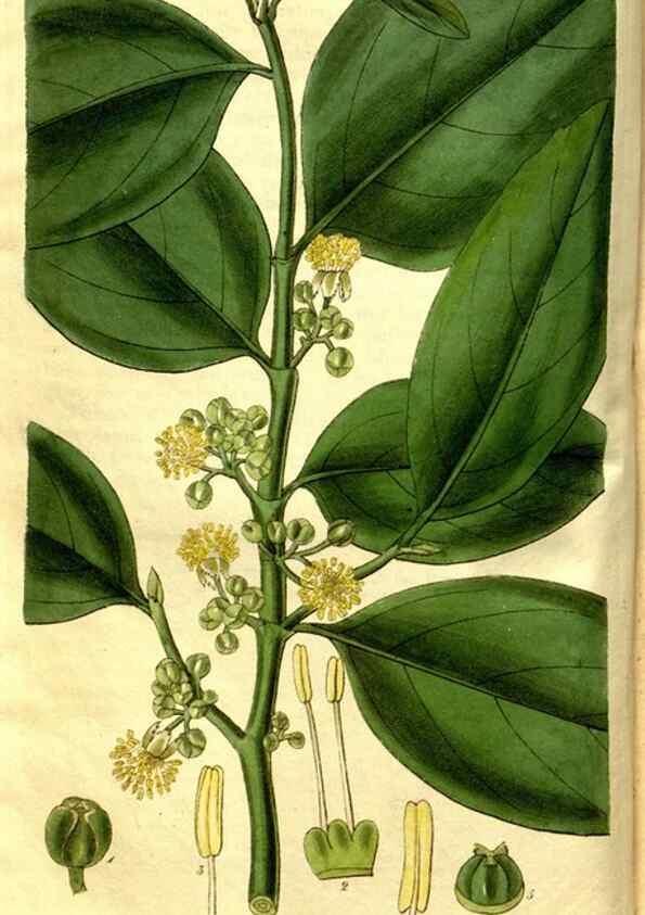 Reproducción/Reproduction 35083582292: Curtis's botanical magazine.. London ; New York [etc.] :Academic Press [etc.]