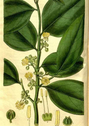 Reproducción/Reproduction 35083582292: Curtis's botanical magazine.. London ; New York [etc.] :Academic Press [etc.]