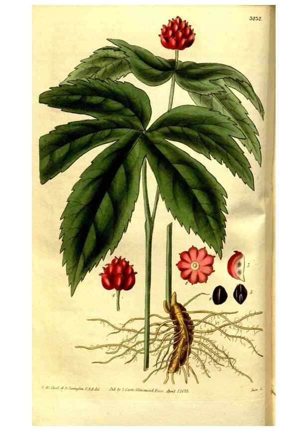 Reproducción/Reproduction 35083586222: Curtis's botanical magazine.. London ; New York [etc.] :Academic Press [etc.]