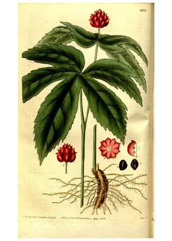 Reproducción/Reproduction 35083586222: Curtis's botanical magazine.. London ; New York [etc.] :Academic Press [etc.]