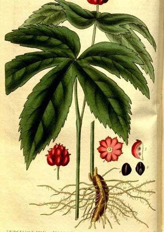 Reproducción/Reproduction 35083586222: Curtis's botanical magazine.. London ; New York [etc.] :Academic Press [etc.]
