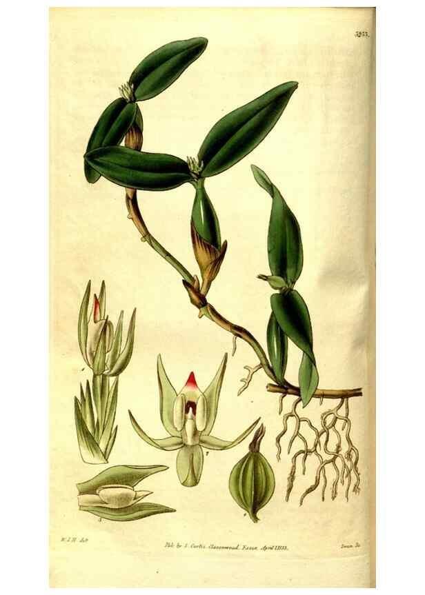 Reproducción/Reproduction 35083589142: Curtis's botanical magazine.. London ; New York [etc.] :Academic Press [etc.]