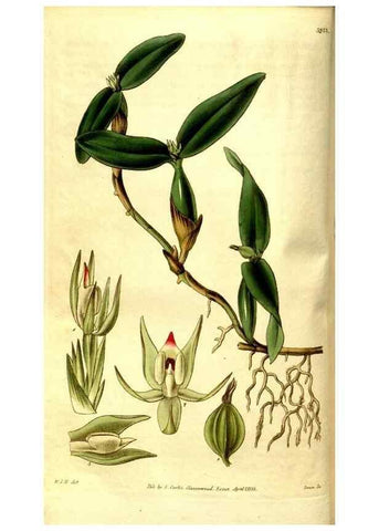Reproducción/Reproduction 35083589142: Curtis's botanical magazine.. London ; New York [etc.] :Academic Press [etc.]