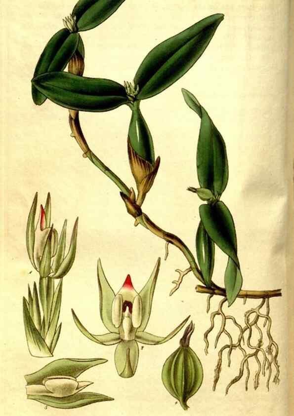 Reproducción/Reproduction 35083589142: Curtis's botanical magazine.. London ; New York [etc.] :Academic Press [etc.]