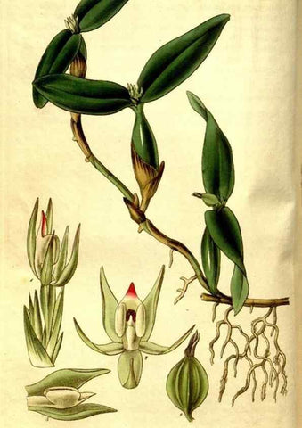 Reproducción/Reproduction 35083589142: Curtis's botanical magazine.. London ; New York [etc.] :Academic Press [etc.]